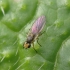 Minamusė - Liriomyza sp. | Fotografijos autorius : Vidas Brazauskas | © Macronature.eu | Macro photography web site