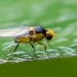 Minamusė - Liriomyza sp. | Fotografijos autorius : Oskaras Venckus | © Macronature.eu | Macro photography web site