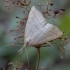 Litter Moth - Polypogon tentacularia ♀ | Fotografijos autorius : Žilvinas Pūtys | © Macronature.eu | Macro photography web site