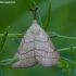 Litter Moth - Polypogon tentacularia ♀ | Fotografijos autorius : Žilvinas Pūtys | © Macronature.eu | Macro photography web site