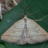 Litter Moth - Polypogon tentacularia ♂ | Fotografijos autorius : Žilvinas Pūtys | © Macronature.eu | Macro photography web site