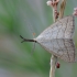 Litter Moth - Polypogon tentacularia | Fotografijos autorius : Arūnas Eismantas | © Macronature.eu | Macro photography web site