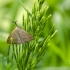 Litter Moth - Polypogon tentacularia | Fotografijos autorius : Darius Baužys | © Macronature.eu | Macro photography web site