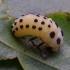 Little arboreal ladybird beetle - Calvia decemguttata, pupa | Fotografijos autorius : Romas Ferenca | © Macronature.eu | Macro photography web site