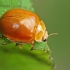 Dešimtdėmė boružė - Calvia decemguttata | Fotografijos autorius : Gintautas Steiblys | © Macronature.eu | Macro photography web site