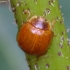 Little arboreal ladybird beetle - Calvia decemguttata | Fotografijos autorius : Romas Ferenca | © Macronature.eu | Macro photography web site