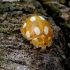 Little arboreal ladybird beetle - Calvia decemguttata | Fotografijos autorius : Romas Ferenca | © Macronature.eu | Macro photography web site