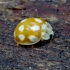 Little arboreal ladybird beetle - Calvia decimguttata | Fotografijos autorius : Romas Ferenca | © Macronature.eu | Macro photography web site