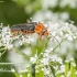 Livid Soldier beetle (Cantharis livida) | Fotografijos autorius : Aleksandras Naryškin | © Macronature.eu | Macro photography web site