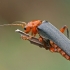 Livid Soldier beetle - Cantharis livida | Fotografijos autorius : Gintautas Steiblys | © Macronature.eu | Macro photography web site