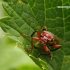 Livid Soldier beetle - Cantharis livida | Fotografijos autorius : Darius Baužys | © Macronature.eu | Macro photography web site