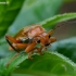 Livid Soldier beetle - Cantharis livida | Fotografijos autorius : Romas Ferenca | © Macrogamta.lt | Šis tinklapis priklauso bendruomenei kuri domisi makro fotografija ir fotografuoja gyvąjį makro pasaulį.