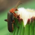Livid Soldier beetle - Cantharis livida | Fotografijos autorius : Romas Ferenca | © Macronature.eu | Macro photography web site