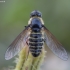 Lomate Bee fly - Lomatia fasciculata ♀ | Fotografijos autorius : Žilvinas Pūtys | © Macronature.eu | Macro photography web site