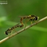 Long hoverflies - Sphaerophoria scripta | Fotografijos autorius : Romas Ferenca | © Macronature.eu | Macro photography web site