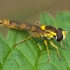Long hoverfly - Sphaerophoria scripta ♂ | Fotografijos autorius : Žilvinas Pūtys | © Macronature.eu | Macro photography web site