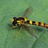 Long hoverfly - Sphaerophoria scripta | Fotografijos autorius : Gintautas Steiblys | © Macronature.eu | Macro photography web site