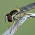 Long hoverfly - Sphaerophoria scripta | Fotografijos autorius : Gintautas Steiblys | © Macronature.eu | Macro photography web site