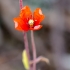 Long-headed Poppy | Papaver dubium | Papaveraceae | Fotografijos autorius : Darius Baužys | © Macronature.eu | Macro photography web site