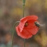 Long-headed poppy - Papaver dubium | Fotografijos autorius : Gintautas Steiblys | © Macronature.eu | Macro photography web site