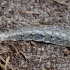 Long-horned General - Stratiomys longicornis, larva | Fotografijos autorius : Romas Ferenca | © Macronature.eu | Macro photography web site