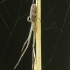 Didysis storažandis - Tetragnatha montana | Fotografijos autorius : Vidas Brazauskas | © Macronature.eu | Macro photography web site
