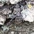Longhorn Beetle - Aegomorphus clavipes | Fotografijos autorius : Romas Ferenca | © Macronature.eu | Macro photography web site