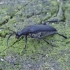 Longhorn Beetle - Leptura aethiops | Fotografijos autorius : Romas Ferenca | © Macronature.eu | Macro photography web site