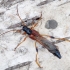Longhorn Beetle - Necydalis major | Fotografijos autorius : Romas Ferenca | © Macronature.eu | Macro photography web site