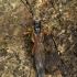 Longhorn Beetle - Necydalis major | Fotografijos autorius : Giedrius Markevičius | © Macronature.eu | Macro photography web site