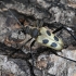 Longhorn beetle – Pachyta quadrimaculata | Fotografijos autorius : Kazimieras Martinaitis | © Macronature.eu | Macro photography web site
