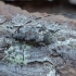 Longhorn beetle - Acanthocinus griseus ♂ | Fotografijos autorius : Žilvinas Pūtys | © Macronature.eu | Macro photography web site