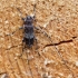 Longhorn beetle - Acanthocinus griseus | Fotografijos autorius : Zita Gasiūnaitė | © Macronature.eu | Macro photography web site