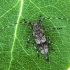Longhorn beetle - Acanthocinus griseus | Fotografijos autorius : Vaida Paznekaitė | © Macronature.eu | Macro photography web site