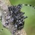 Longhorn beetle - Aegomorphus clavipes | Fotografijos autorius : Kazimieras Martinaitis | © Macrogamta.lt | Šis tinklapis priklauso bendruomenei kuri domisi makro fotografija ir fotografuoja gyvąjį makro pasaulį.