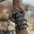 Longhorn beetle - Aegomorphus clavipes | Fotografijos autorius : Vytautas Gluoksnis | © Macronature.eu | Macro photography web site