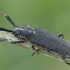 Longhorn beetle - Agapanthia asphodeli | Fotografijos autorius : Gintautas Steiblys | © Macronature.eu | Macro photography web site