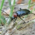 Longhorn beetle - Dinoptera collaris | Fotografijos autorius : Vytautas Gluoksnis | © Macronature.eu | Macro photography web site
