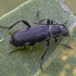 Longhorn beetle - Grammoptera merkli ♀ | Fotografijos autorius : Žilvinas Pūtys | © Macronature.eu | Macro photography web site