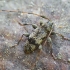 Longhorn beetle - Leiopus femoratus | Fotografijos autorius : Vidas Brazauskas | © Macronature.eu | Macro photography web site