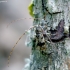 Longhorn beetle - Leiopus femoratus | Fotografijos autorius : Romas Ferenca | © Macronature.eu | Macro photography web site