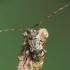 Longhorn beetle - Leiopus femoratus | Fotografijos autorius : Vidas Brazauskas | © Macronature.eu | Macro photography web site