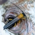 Sausmedinis šerdgraužis - Oberea pupillata | Fotografijos autorius : Kazimieras Martinaitis | © Macronature.eu | Macro photography web site