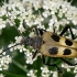 Keturdėmis šakniagręžis - Pachyta quadrimaculata  | Fotografijos autorius : Gintautas Steiblys | © Macronature.eu | Macro photography web site