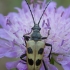 Longhorn beetle - Pachyta quadrimaculata | Fotografijos autorius : Žilvinas Pūtys | © Macronature.eu | Macro photography web site