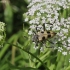 Keturdėmis šakniagręžis - Pachyta quadrimaculata | Fotografijos autorius : Vytautas Gluoksnis | © Macronature.eu | Macro photography web site