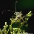 Longhorn beetle - Pachyta quadrimaculata | Fotografijos autorius : Romas Ferenca | © Macronature.eu | Macro photography web site