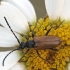 Longhorn beetle - Paracorymbia maculicornis | Fotografijos autorius : Vidas Brazauskas | © Macronature.eu | Macro photography web site