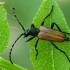 Longhorn beetle - Paracorymbia maculicornis | Fotografijos autorius : Gintautas Steiblys | © Macrogamta.lt | Šis tinklapis priklauso bendruomenei kuri domisi makro fotografija ir fotografuoja gyvąjį makro pasaulį.
