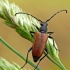 Longhorn beetle - Paracorymbia maculicornis | Fotografijos autorius : Darius Baužys | © Macronature.eu | Macro photography web site